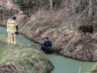 26012023-Brandweer-redt-schapen-uit-sloot-Zeedijk-Dordrecht-Stolkfotografie