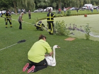 20173107 Brandweer uren bezig met vechtende zwanen Nassauweg Dordrecht Tstolk 004