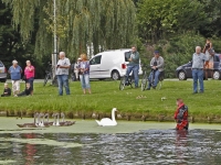 20173107 Brandweer uren bezig met vechtende zwanen Nassauweg Dordrecht Tstolk