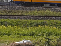 20170404 Zwanen bewaken nestjes langs spoorlijn Winkelhaak Zwijndrecht Tstolk 001