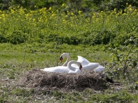 20170404 Zwanen bewaken nestjes langs spoorlijn Winkelhaak Zwijndrecht Tstolk 002