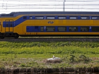 20170404 Zwanen bewaken nestjes langs spoorlijn Winkelhaak Zwijndrecht Tstolk