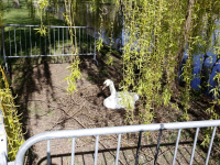 Broedende zwaan afgeschermd