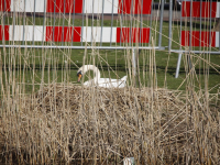 Broedtijd zwanen