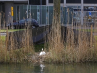 20171004 Dordtenaren opgepast voor zwanen Spuiboulevard Dordrecht Tstolk 001