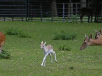 20171306 Damhertjes geboren merwesteinpark Dordrecht Tstolk 001