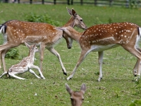 20171306 Damhertjes geboren merwesteinpark Dordrecht Tstolk 002