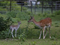 20171306 Damhertjes geboren merwesteinpark Dordrecht Tstolk