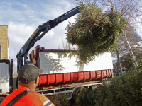 Damplein vol kerstbomen