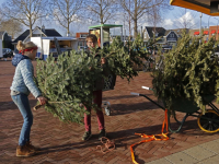 Damplein vol kerstbomen