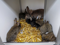 Dierenasiel vol met cavia´s, konijnen katten en honden Dierentehuis Louterbloemen Dordrecht