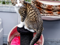 Dierenasiel vol met cavia´s, konijnen katten en honden Dierentehuis Louterbloemen Dordrecht