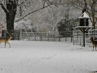 Sneeuwoverlast Herten Park Merwestein Dordrecht