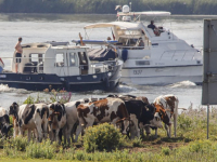 Koeien staan langs de beneden Merwede Dordrecht