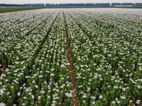 Veld vol met witte Papaver's bloemen in Dordrecht