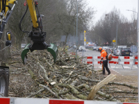 Dubbelsteynlaan Oost afgesloten vanwege bomen snoeien