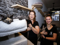 Kattencafé Stripe Vriesestraat Dordrecht