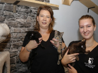 Kattencafé Stripe Vriesestraat Dordrecht