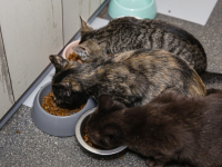 Kattencafé Stripe Vriesestraat Dordrecht