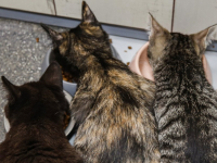 Kattencafé Stripe Vriesestraat Dordrecht