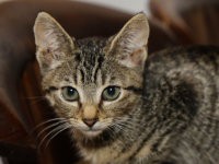 Kattencafé Stripe Vriesestraat Dordrecht