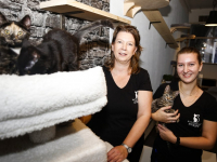 Kattencafé Stripe Vriesestraat Dordrecht