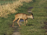 Herten op zoek naar voedsel door de vorstvelden in de vernieuwde biesbosch