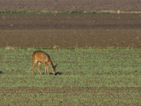 Herten op zoek naar voedsel door de vorstvelden in de vernieuwde biesbosch