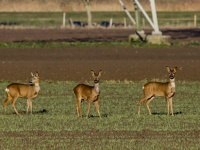 Herten op zoek naar voedsel door de vorstvelden in de vernieuwde biesbosch