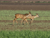 Herten op zoek naar voedsel door de vorstvelden in de vernieuwde biesbosch