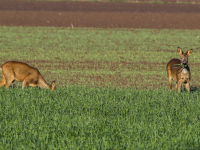 Herten op zoek naar voedsel door de vorstvelden in de vernieuwde biesbosch