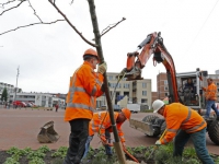 20162111 Eerste bomen geplant op vernieuwd Marktplein Papendrecht Tstolk 001