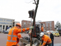 20162111 Eerste bomen geplant op vernieuwd Marktplein Papendrecht Tstolk 002