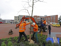 20162111 Eerste bomen geplant op vernieuwd Marktplein Papendrecht Tstolk 004