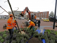 20162111 Eerste bomen geplant op vernieuwd Marktplein Papendrecht Tstolk