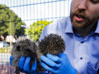 Eerste egeltuin van Nederland geopend in Papendrecht