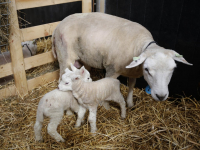 Eerste lammetjes geboren