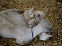 Eerste lammetjes geboren