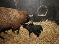 Eerste lammetjes geboren Wantijpark Dordrecht