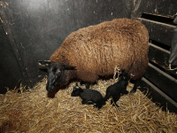 Eerste lammetjes geboren Wantijpark Dordrecht