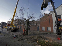 Honderd jaar oude moerascipres gekapt