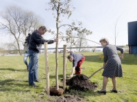 20151604-Eucalyptusboom-geplant-Kerkeplaat-Dordrecht-Tstolk-001_resize