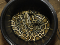 Grote wurgslangen in beslag genomen en opgevangen bij Zorg Zoo Dordrecht