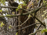 20190404-Bosuil-paar-Park-Merwestein-park-Dordrecht-Tstolk