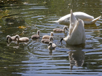 Zeven zwaantjes genieten in de sloten rondom Sterrenburgpark Dordrecht