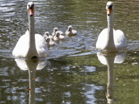 Zeven zwaantjes genieten in de sloten rondom Sterrenburgpark Dordrecht