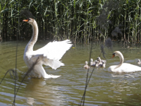 Zeven zwaantjes genieten in de sloten rondom Sterrenburgpark Dordrecht