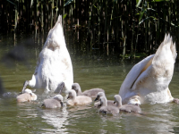 Zeven zwaantjes genieten in de sloten rondom Sterrenburgpark Dordrecht