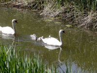 Zeven zwaantjes genieten in de sloten rondom Sterrenburgpark Dordrecht