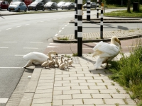 20160905 Negen zwaantjes langs de weg Provincialeweg Dordrecht Tstolk 002